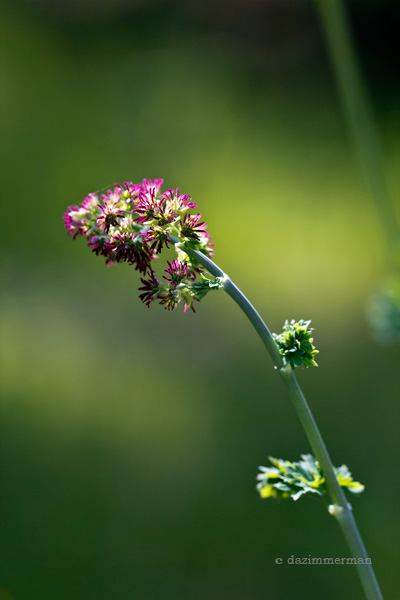 Ranunculaceae