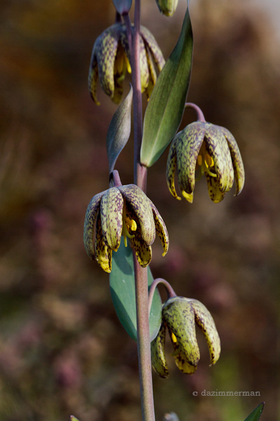 Liliaceae