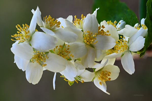 Hydrangeaceae