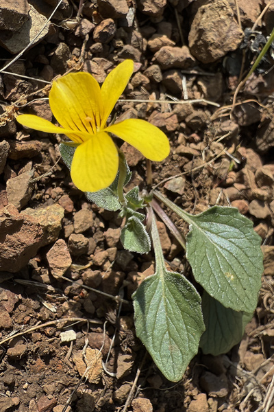 Polygonaceae