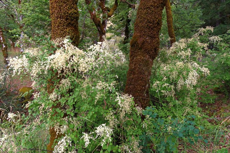 Rosaceae