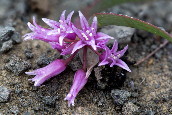 Liliaceae