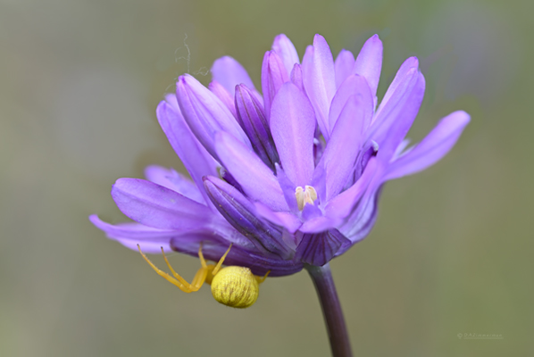 Themidacea