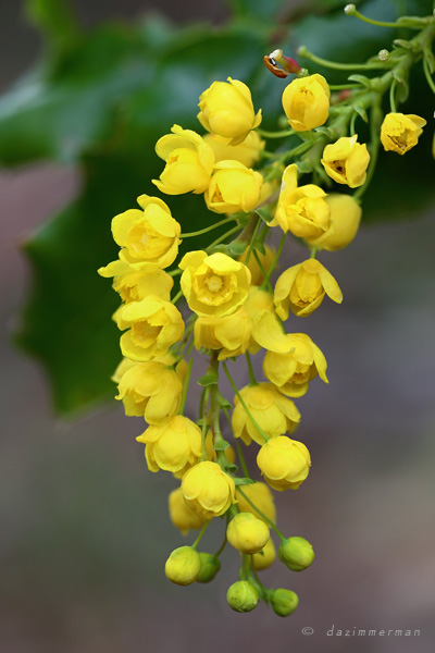 Berberidaceae