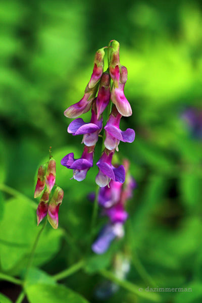 Fabaceae