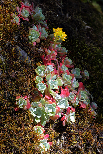 spathulifolium