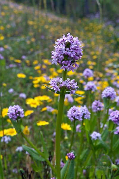 Valerianaceae