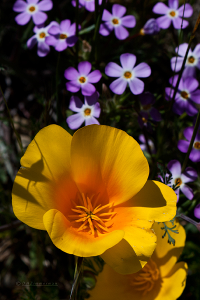 Papaveraceae