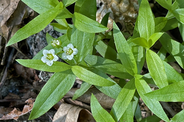 Caryophyllaceae