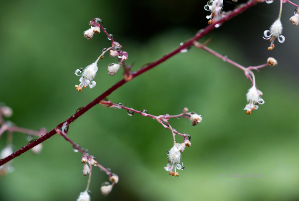Saxifragaceae