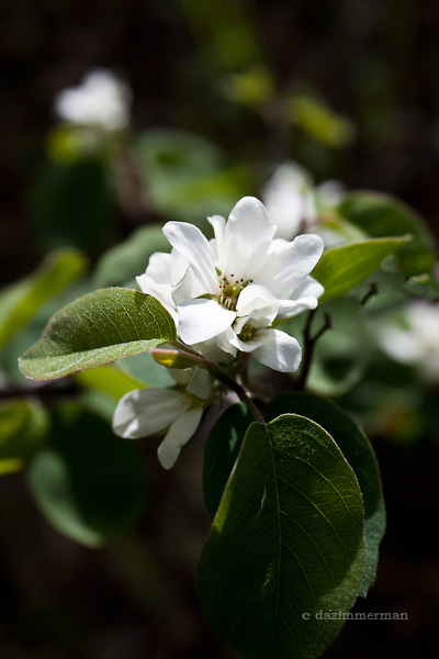 Rosaceae