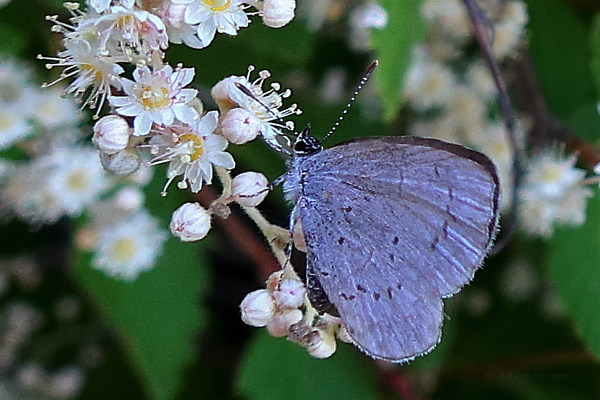Rosaceae