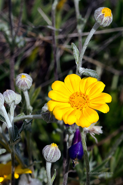 Asteraceae