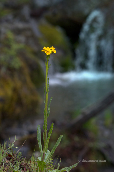 Compositae