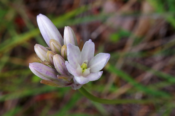 Themidacea