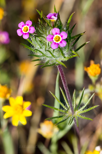 Polemoniaceae