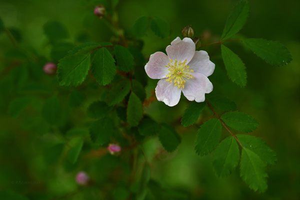 Rosaceae
