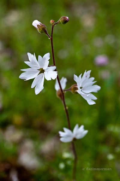 Saxifragaceae