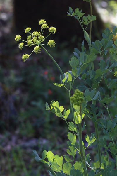 Apiaceae