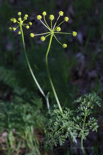 Apiaceae
