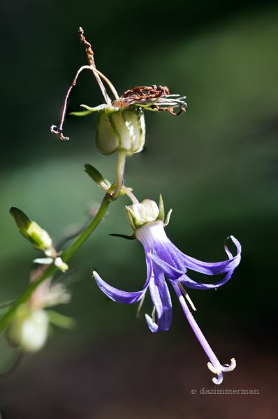Campanulaceae