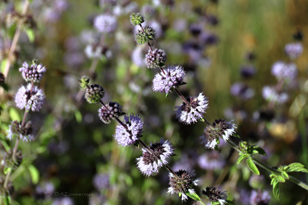 Lamiaceae