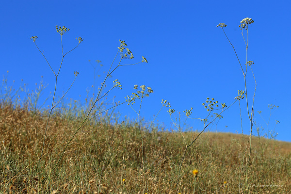 Apiaceae