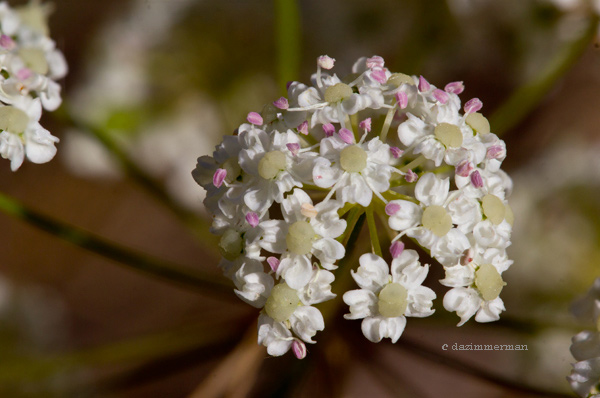 Umbelliferae