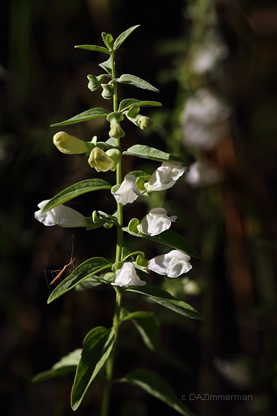 Lamiaceae