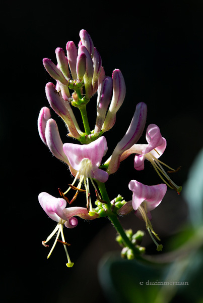 Caprifoiaceae