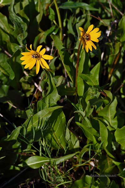 Asteraceae