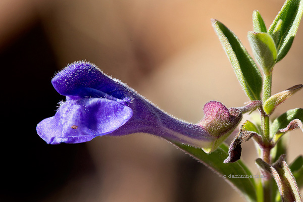 Lamiaceae