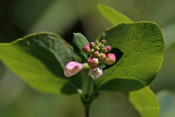 Caprifoliaceae