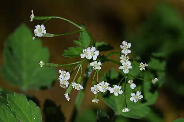 Apiaceae