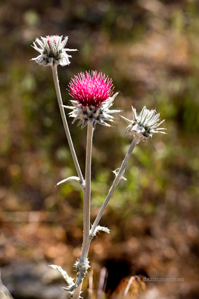 Asteraceae