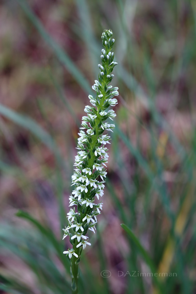 rchidaceae